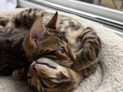 Boy Bengal - Bengal - Gallery Photo #1