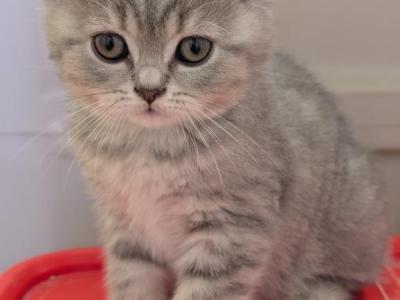 Sweet Pea - British Shorthair - Gallery Photo #1
