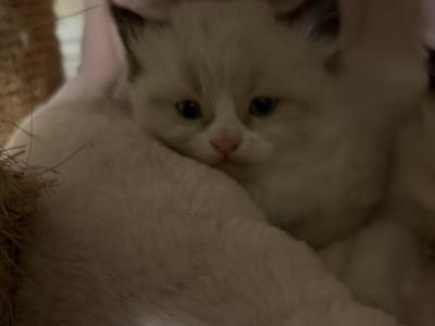 Panda - Ragamuffin - Gallery Photo #1