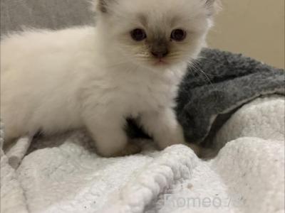 Romeo - Ragamuffin - Gallery Photo #1