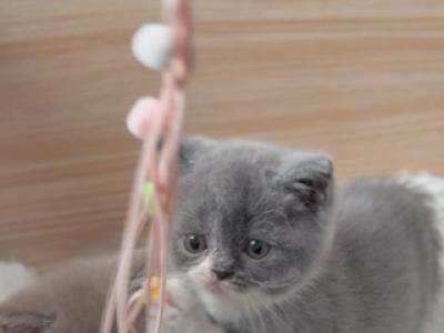 D U N D E E - British Shorthair - Gallery Photo #1