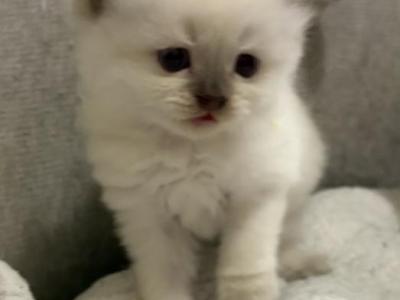 Cloud - Ragamuffin - Gallery Photo #1
