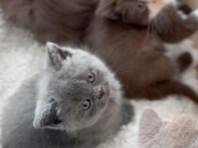B O N D I - British Shorthair - Gallery Photo #1