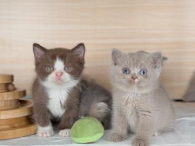 S Y D N E Y - British Shorthair - Gallery Photo #1