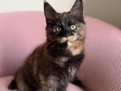 Aurora - Maine Coon - Gallery Photo #1