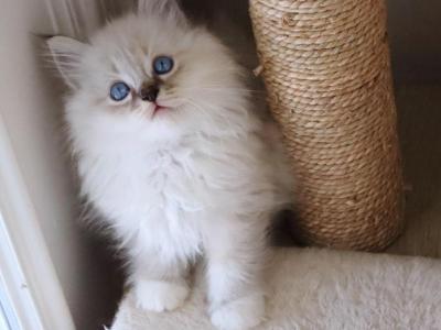 Blue Lynx Mitted - Ragdoll - Gallery Photo #1