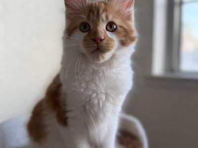 Ariel - Maine Coon - Gallery Photo #1