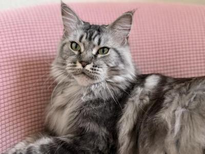 CH Averill Foolish Ashanti - Maine Coon - Gallery Photo #1