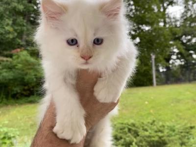Cotton Kitty - Persian - Gallery Photo #1