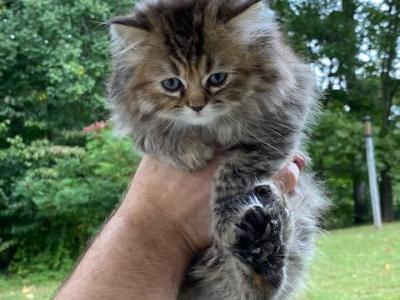 Fluff Ball Kitten - Persian - Gallery Photo #1