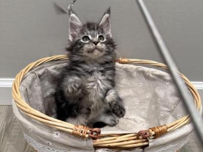Coke - Maine Coon - Gallery Photo #1