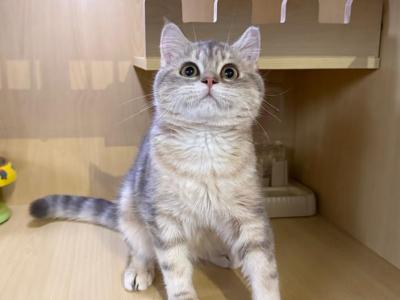 Tuna - British Shorthair - Gallery Photo #1