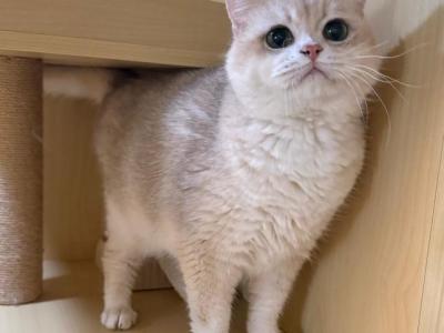 Kiki - British Shorthair - Gallery Photo #1