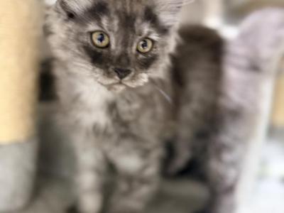 Black Smokes - Maine Coon - Gallery Photo #1