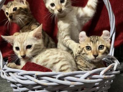 Hibernian Lynx Kittens - Bengal - Gallery Photo #1