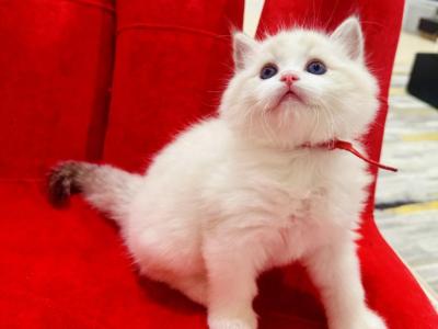 Ares - Ragdoll - Gallery Photo #1