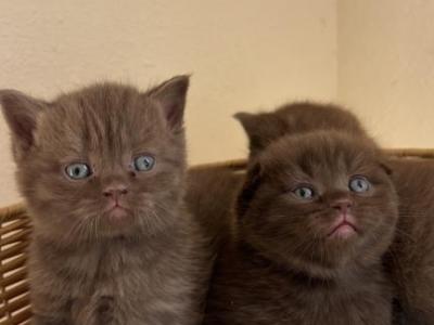 Adorable Chocolate Scottish Kittens - Scottish Fold - Gallery Photo #1