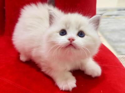 Eileithyia - Ragdoll - Gallery Photo #1