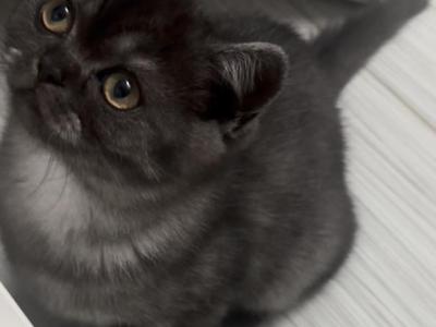 Whiskers Kittens - British Shorthair - Gallery Photo #1