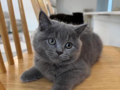Bluey - Scottish Straight - Gallery Photo #1