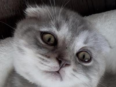 Boss - Scottish Fold - Gallery Photo #1