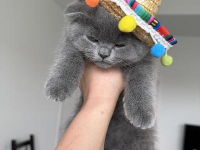 Scottish Fold Lovely Male Plush Teddy Bear - Scottish Fold - Gallery Photo #1
