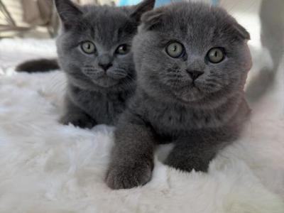 Ultimate Cuddle Buddy - Scottish Fold - Gallery Photo #1