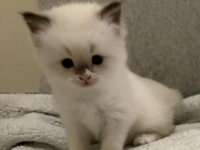 Halo - Ragamuffin - Gallery Photo #1