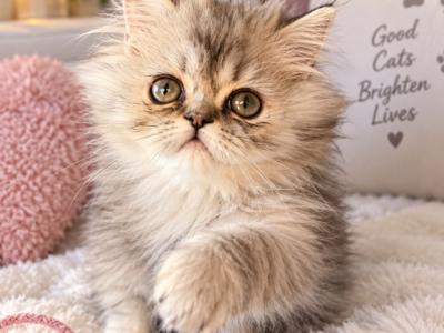 MISTY - Persian - Gallery Photo #1