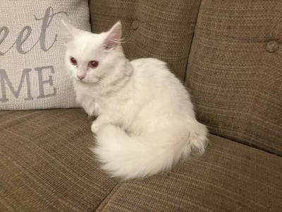Cupcake - Minuet - Gallery Photo #1