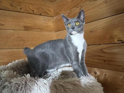 Purebred Girl For 100 - American Bobtail - Gallery Photo #1