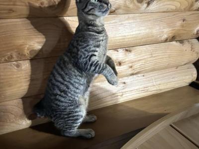 Bobtaile Wonderful Paws And Tail - American Bobtail - Gallery Photo #1