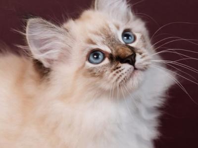 Biscuit - Siberian - Gallery Photo #1