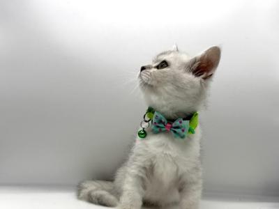 Litter D - Scottish Straight - Gallery Photo #1