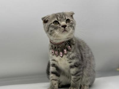 Litter DD - Scottish Fold - Gallery Photo #1