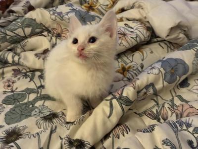 All White Kittens - Domestic - Gallery Photo #1