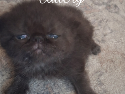 Exotic Shorthair Kitten - Exotic - Gallery Photo #1
