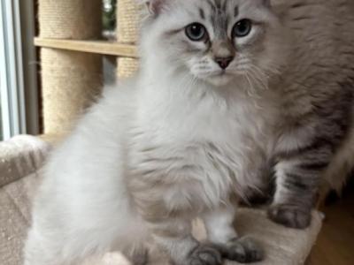 Jasmine - Siberian - Gallery Photo #1