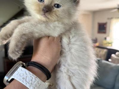 Chocolate Mink Male - Ragdoll - Gallery Photo #1
