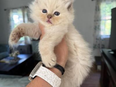 Chocolate Lynx Female - Ragdoll - Gallery Photo #1