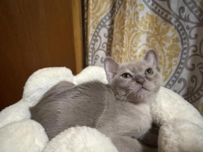 Burmese - Burmese - Gallery Photo #1