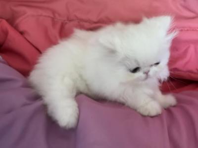 Persian White Girl - Persian - Gallery Photo #1