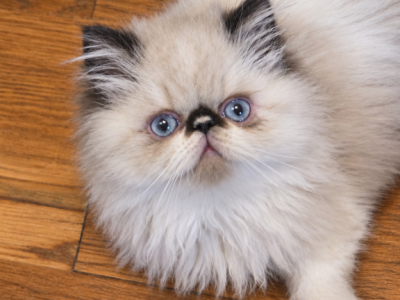 Gorgeous Kitty - Himalayan - Gallery Photo #1