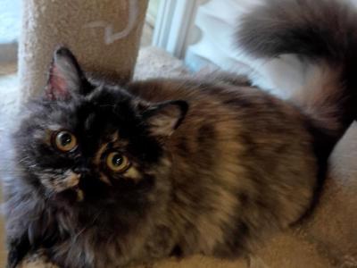 Smokie - Scottish Straight - Gallery Photo #1