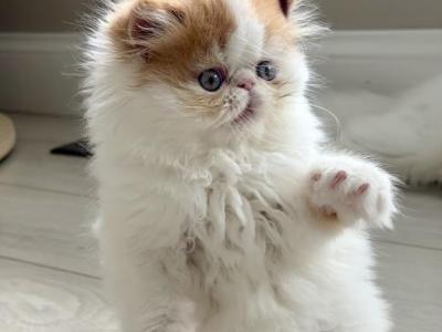 Persian - Persian - Gallery Photo #1