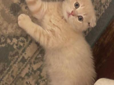 Jack Scottish Fold Kitten - Scottish Fold - Gallery Photo #1