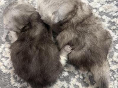Scottish Longhair - Scottish Fold - Gallery Photo #1