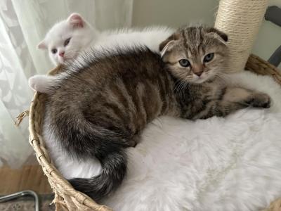 Avram And Eve - Scottish Straight - Gallery Photo #1