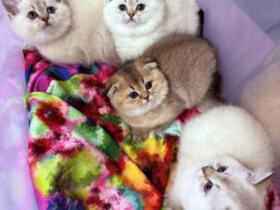 Klara - Scottish Fold - Gallery Photo #1
