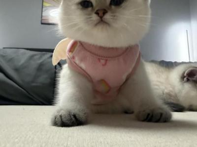 Sasha - Scottish Fold - Gallery Photo #1